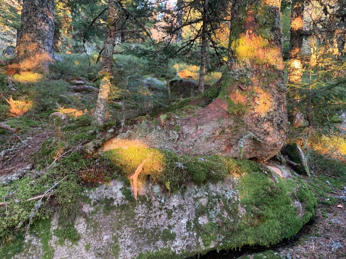 Gite " Oree Des Bois" Vertolaye Exterior photo
